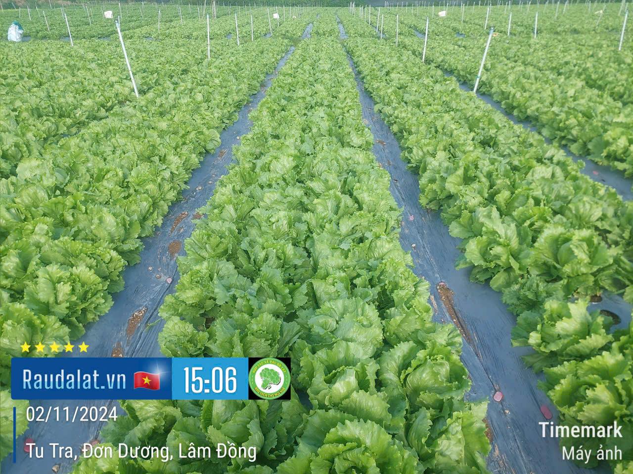 Vườn Iceberg và Romaine