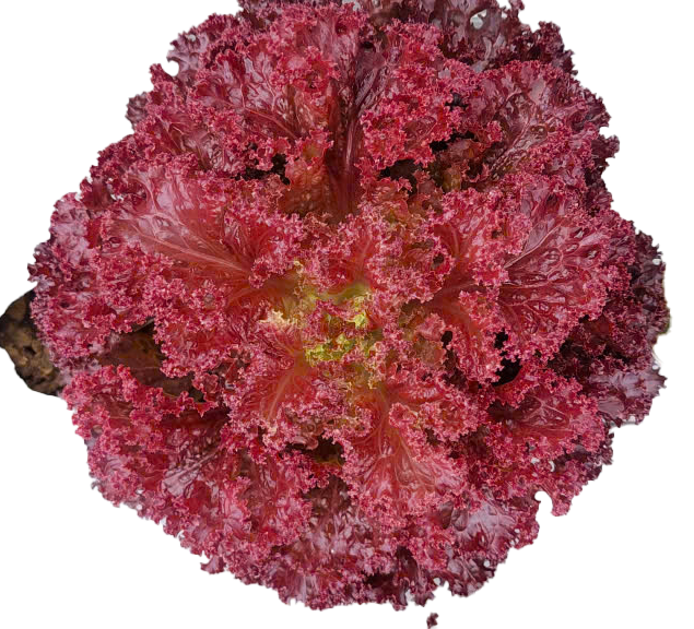 Rau Đà Lạt- Xà lách Lolo Tím